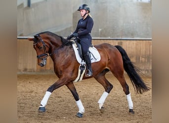 Hanoverian, Gelding, 7 years, 17.2 hh, Brown, in Hannover,