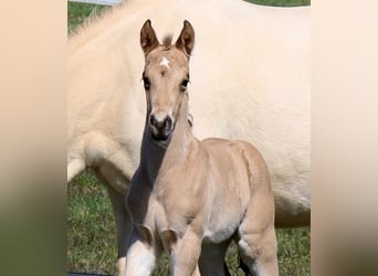 American Quarter Horse, Stallion, Foal (03/2026), Buckskin, in Schlammersdorf-Moos