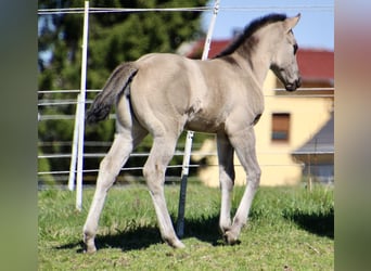 American Quarter Horse, Stute, Fohlen (01/2026), 150 cm, Grullo, in HohendubrauQuitzdorf am See