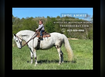 Kentucky Mountain Saddle Horse, Merrie, 14 Jaar, 145 cm, Schimmel, in Whitley City, KY,
