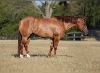 American Quarter Horse, Wallach, 3 Jahre, Red Dun, in Mount Vernon