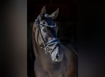 Westfale, Stute, 4 Jahre, 166 cm, Rappe, in Rosenheim