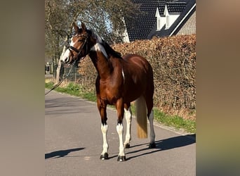 Caballo alemán, Yegua, 9 años, 165 cm, Pío, in Someren
