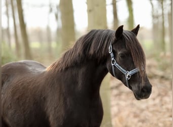 Welsh-C, Merrie, 5 Jaar, 137 cm, Zwart, in Aalten