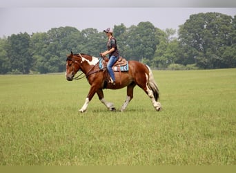 Quarter horse américain, Hongre, 7 Ans, 160 cm, Tobiano-toutes couleurs, in Highland MI,