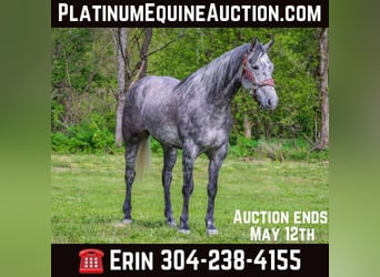 Quarter horse américain, Hongre, 5 Ans, 157 cm, Gris pommelé, in Flemingsburg Ky,