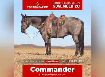 Quarter horse américain Croisé, Hongre, 10 Ans, Rouan Bleu, in Clarion, PA,