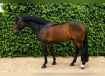 Hannoveraner, Wallach, 7 Jahre, Schwarzbrauner, in Tönisvorst