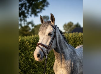 Hannoveriano, Caballo castrado, 5 años, 168 cm, Tordo, in Bremen