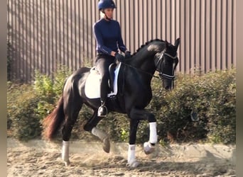 German Sport Horse, Gelding, 5 years, 16.1 hh, Black, in Linau,
