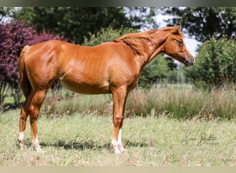 American Quarter Horse, Stute, 1 Jahr, 164 cm, Fuchs, in Bad Zwischenahn