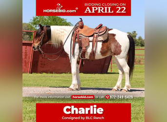 Plus de poneys/petits chevaux, Hongre, 7 Ans, 135 cm, in Grand Saline, TX,