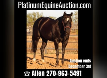 Quarter horse américain, Hongre, 9 Ans, Noir, in Breckenridge TX,