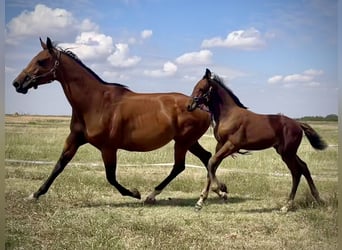 Westphalian, Stallion, Foal (06/2024), 16,2 hh, Brown, in Cashion,