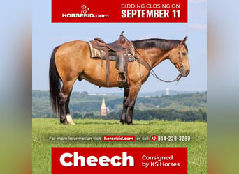 Draft Horse, Gelding, 8 years, 15.3 hh, Buckskin, in Clarion, PA,