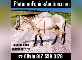 Quarter horse américain, Hongre, 14 Ans, 152 cm, Overo-toutes couleurs, in Weatherford TX,