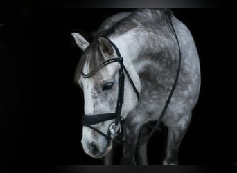 German Riding Pony, Gelding, 9 years, 14.1 hh, Gray, in Dasing,