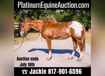 American Quarter Horse, Gelding, 7 years, 15.2 hh, Chestnut, in Lipan TX,