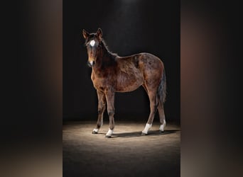 SHES TRASHING HEARTS