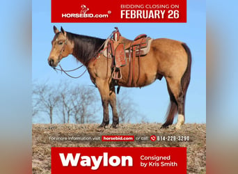 American Quarter Horse, Wallach, 10 Jahre, 152 cm, Buckskin, in Clarion, PA,