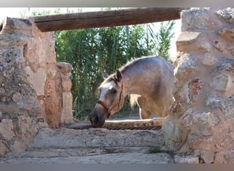 Andaluces, Caballo castrado, 4 años, 160 cm, Tordo, in Felanitx