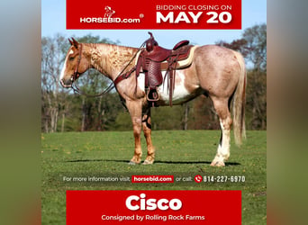 American Quarter Horse, Castrone, 10 Anni, 157 cm, Pezzato, in Clarion,