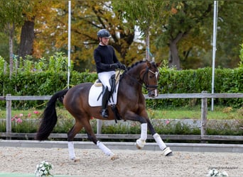 Trakehner, Stute, 5 Jahre, 171 cm, Brauner, in Kiel