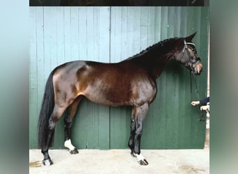 Hannover, Giumenta, 5 Anni, 166 cm, Baio, in Stoetze