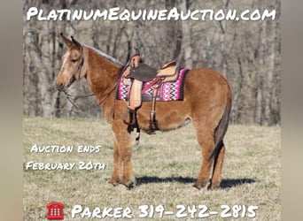 Mule, Mare, 13 years, 15 hh, Dun, in Brodhead, KY,