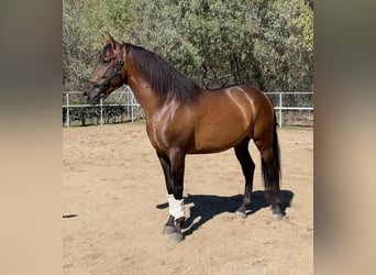 PRE Mix, Stallion, 6 years, 16.1 hh, Bay, in Madrid,