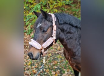 Lewitzer Mix, Stute, 13 Jahre, 130 cm, Schecke, in Winsen (Aller) Lewitzer Mix, Stute, 13 Jahre, 130 cm, Schecke, in Winsen (Aller)