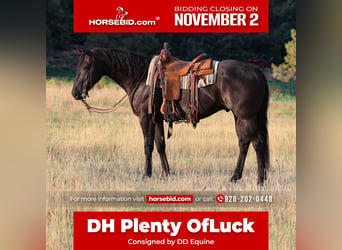 American Quarter Horse, Wałach, 7 lat, Kara, in Camp Verde
