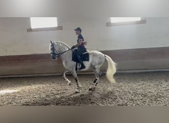 Lusitanos, Wallach, 9 Jahre, 163 cm, Schimmel, in Trofa