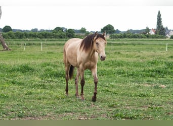 Rocky Mountain Horse Mix, Gelding, 2 years, 15.1 hh, Champagne, in Ribbesbüttel,