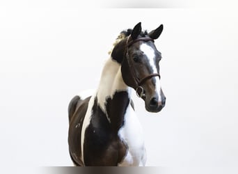 Anglo European Studbook, Hengst, 10 Jahre, 162 cm, Schecke, in Waddinxveen