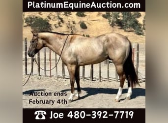 American Quarter Horse, Ruin, 7 Jaar, 152 cm, Grullo, in Phoenix, AZ,
