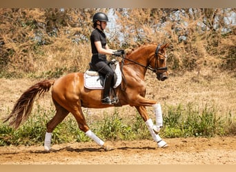 Poni alemán, Caballo castrado, 10 años, 148 cm, Alazán, in Kamern