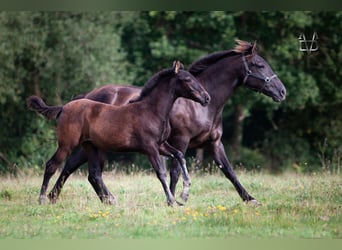 PRE, Mare, Foal (04/2024), 16 hh, in La Vespière-Friardel,