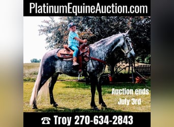 Tennessee walking horse, Hongre, 9 Ans, 152 cm, Gris, in Columbia KY,