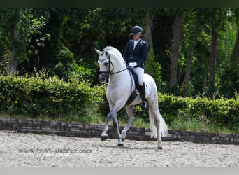 PRE Mix, Stallion, 8 years, 16 hh, Gray-Dapple, in Mijnsheerenland,