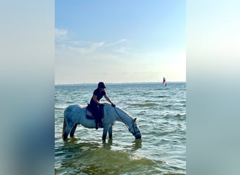 Suche Reitbeteiligung (RsP)