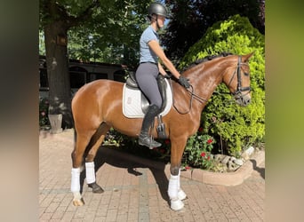 Hannoveraan, Merrie, 6 Jaar, 168 cm, Bruin, in Frankfurt am Main,