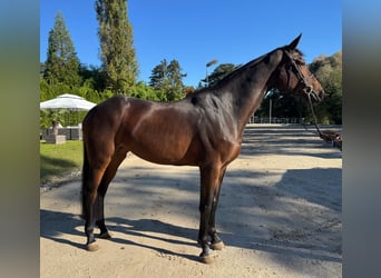 Oldenburger Springpaard, Merrie, 5 Jaar, 169 cm, Bruin, in Biberist SO