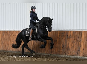Friesian horses, Stallion, 4 years, 15.2 hh, Black, in Mijnsheerenland,