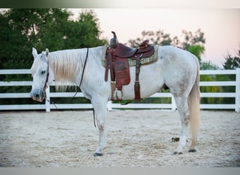 Quarter horse américain, Hongre, 12 Ans, Gris, in Murrieta, CA,