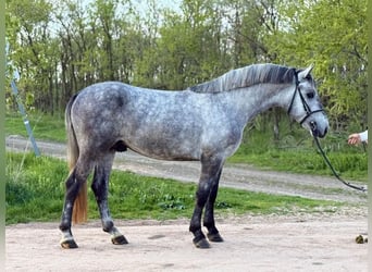 Weitere Ponys/Kleinpferde, Wallach, 4 Jahre, 150 cm, Apfelschimmel, in Békéscsaba