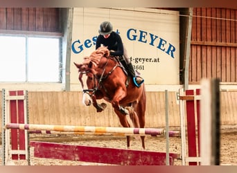 Österreichisches Warmblut, Wallach, 4 Jahre, 168 cm, Fuchs, in Heiligenkreuz