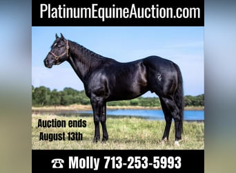 Quarter horse américain, Hongre, 7 Ans, Noir, in Coldspring TX,