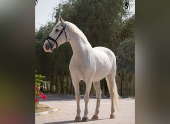 Kladruber, Giumenta, 13 Anni, 163 cm, Bianco, in Dubai