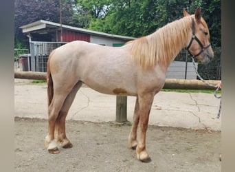Other Breeds, Mare, 3 years, 15.1 hh, Gray-Red-Tan, in Mettmann,